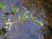 Apium nodiflorum 6, Groot moerasscherm, Saxifraga-Jeroen Willemsen