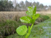 Apium nodiflorum 8, Groot moerasscherm, Saxifraga-Rutger Barendse