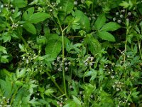 Apium nodiflorum 13, Groot moerasscherm, Saxifraga-Ed Stikvoort