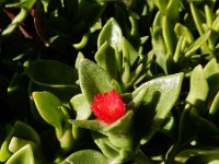 Aptenia cordifolia 10, Saxifraga-Ed Stikvoort
