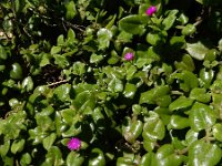 Aptenia cordifolia 13, Saxifraga-Ed Stikvoort