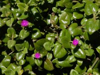 Aptenia cordifolia 14, Saxifraga-Ed Stikvoort