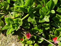 Aptenia cordifolia 9, Saxifraga-Rutger Barendse