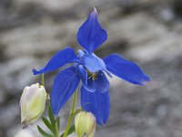 Aquilegia alpina 3, Saxifraga-Luuk Vermeer