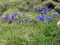 Aquilegia alpina 5, Saxifraga-Luuk Vermeer