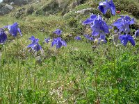 Aquilegia alpina 6, Saxifraga-Luuk Vermeer