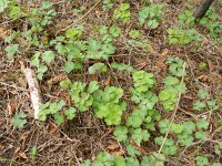 Aquilegia vulgaris 29, Wilde akelei, Saxifraga-Rutger Barendse