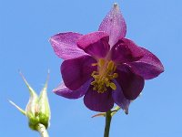 Aquilegia vulgaris 61, Wilde akelei, Saxifraga-Tom Heijnen