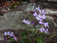 Arabidopsis arenosa 15, Rozetsteenkers, Saxifraga-Ed Stikvoort