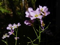 Arabidopsis arenosa 16, Rozetsteenkers, Saxifraga-Ed Stikvoort