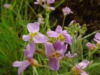 Arabidopsis arenosa ssp borbasii 20, Saxifraga-Hans Hogenhuis