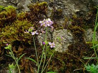 Arabidopsis arenosa ssp borbasii 21, Saxifraga-Hans Hogenhuis