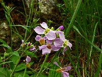 Arabidopsis arenosa ssp borbasii 22, Saxifraga-Hans Hogenhuis