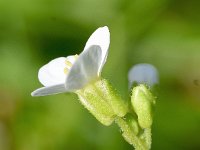 Arabis alpina 24, Saxifraga-Sonja Bouwman  Alpine rock-cress - Arabis alpina - Brassicaceae familie; Fusch an der Großglocknerstraße (Aus)