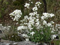 Arabis caucasica 11, Saxifraga-Jasenka Topic