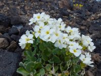 Arabis caucasica 7, Saxifraga-Ed Stikvoort