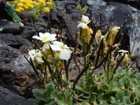 Arabis caucasica 9, Saxifraga-Ed Stikvoort