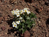 Arabis caucasica 1, Saxifraga-Ed Stikvoort