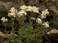 Arabis caucasica 12, Saxifraga-Jan van der Straaten