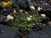 Arabis caucasica 3, Saxifraga-Ed Stikvoort