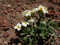 Arabis caucasica 4, Saxifraga-Ed Stikvoort