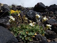 Arabis caucasica 6, Saxifraga-Ed Stikvoort