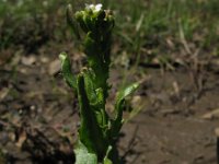 Arabis collina 3, Muurscheefkelk, Saxifraga-Rutger Barendse