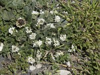 Arabis hirsuta 14, Ruige scheefkelk, Saxifraga-Willem van Kruijsbergen