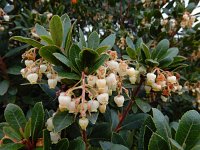 Arbutus unedo 26, Saxifraga-Ed Stikvoort