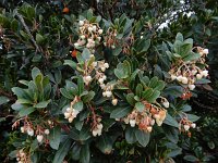 Arbutus unedo 27, Saxifraga-Ed Stikvoort