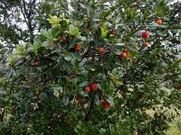 Arbutus unedo 29, Saxifraga-Ed Stikvoort