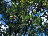 Arbutus unedo 33, Saxifraga-Jan van der Straaten