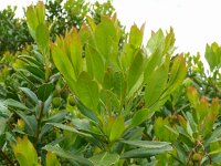 Arbutus unedo 34, Saxifraga-Hans Grotenhuis