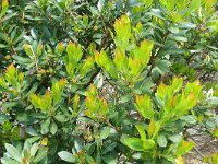 Arbutus unedo 35, Saxifraga-Hans Grotenhuis