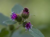 Arctium lappa 41, Grote klit, Saxifraga-Jan Nijendijk