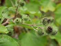 Arctium lappa 44, Grote klit, Saxifraga-Tom Heijnen