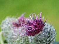 Arctium tomentosum 32, Donzige klit, Saxifraga-Hans Dekker