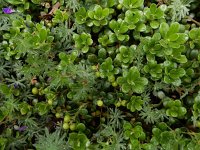 Arctostaphylos uva-ursi 23, Berendruif, Saxifraga-Ed Stikvoort