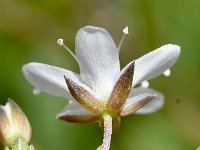 Arenaria ciliata 3, Saxifraga-Sonja Bouwman  Fringed sandwort - Arenaria ciliata - Caryophyllaceae familie