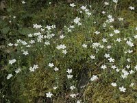 Arenaria grandiflora 8, Saxifraga-Willem van Kruijsbergen