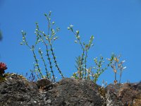 Arenaria leptoclados 5, Tengere zandmuur, Saxifraga-Ed Stikvoort