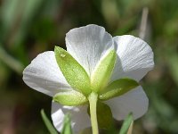 Arenaria montana 20, Saxifraga-Sonja Bouwman  Zandkruid, Mountain sandwort - Arenaria montana - Caryophyllaceae familie