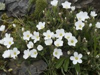 Arenaria montana 21, Saxifraga-Willem van Kruijsbergen