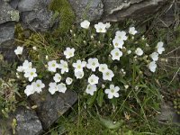 Arenaria montana 24, Saxifraga-Willem van Kruijsbergen