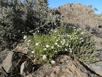 Argyranthemum adauctum 2, Saxifraga-Rutger Barendse