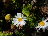 Argyranthemum frutescens 2, Saxifraga-Rutger Barendse