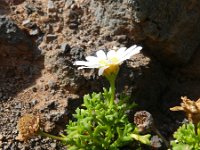 Argyranthemum frutescens 3, Saxifraga-Rutger Barendse