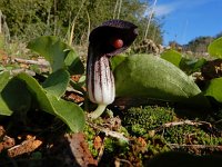 Arisarum simorrhinum 7, Saxifraga-Ed Stikvoort