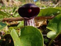 Arisarum simorrhinum 9, Saxifraga-Ed Stikvoort