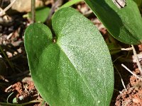 Arisarum vulgare ssp simorrhinum 30, Saxifraga-Sonja Bouwman  Gekapperde kalfsvoet, Friar's cowl - Arisarum vulgare ssp. simorrhinum - Araceae familie